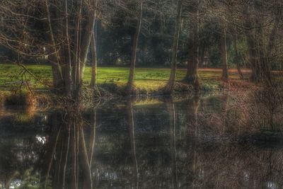 Scenic view of lake in forest