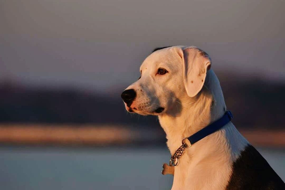 CLOSE-UP OF DOG AGAINST CLEAR SKY