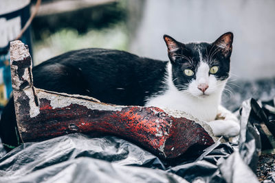 Close-up portrait of a cat