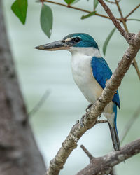 Close-up of bird perching on branch