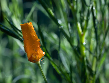 Close-up of wet orange flower