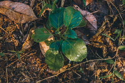 High angle view of wet leaves on field in forest