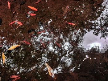 View of fish swimming in lake