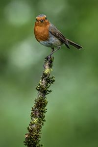 Robin on a branch 