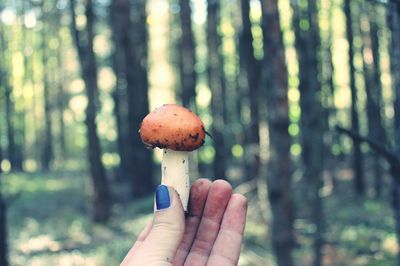 Cropped image of woman hand holding mushroom at forest