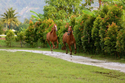 Horse in park