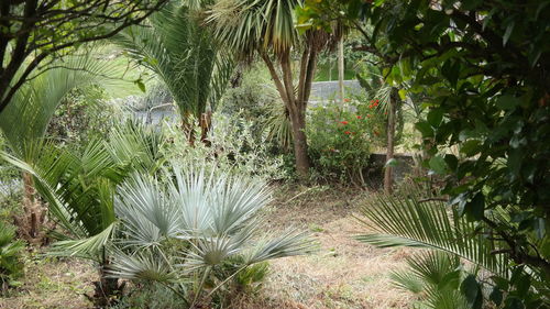 Palm trees in forest