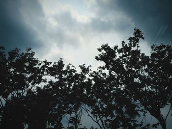 Low angle view of trees against sky