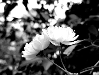 Close-up of white flower blooming outdoors