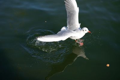 High angle view of seagull on water