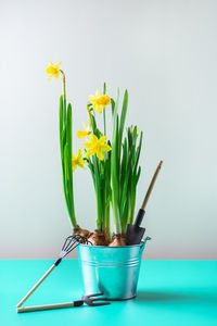 Spring easter holiday greeting card with narcissus flower, quail eggs and gardening tools