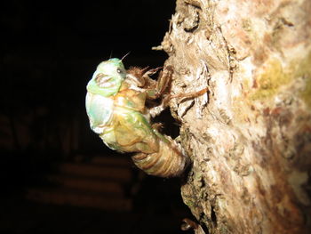 Close-up of illuminated snake