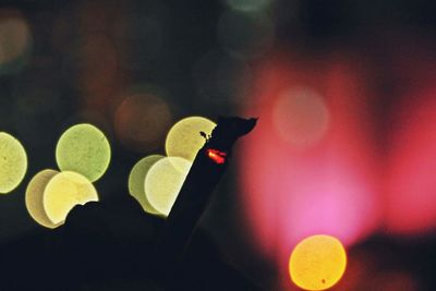 Close-up of colorful flying