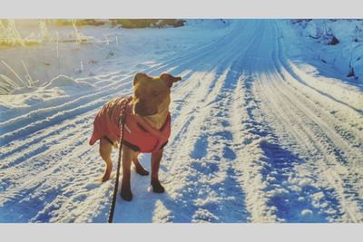Dog on snow covered landscape