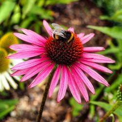 Close-up of bee on purple coneflower