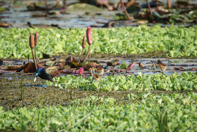 Birds in a field
