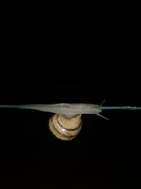 Close-up of snail over black background