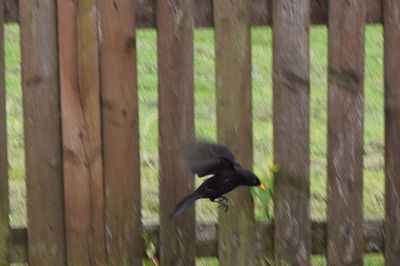 Bird perching on leaf