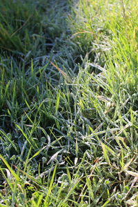 Close-up of fresh green plants in field