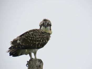 Close-up of an osprey on a bare tree branch 