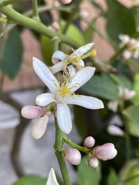 Close-up of white cherry blossom