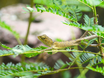 Close-up of a lizard on tree