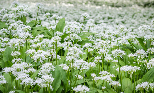 Close-up of fresh flowers in bloom