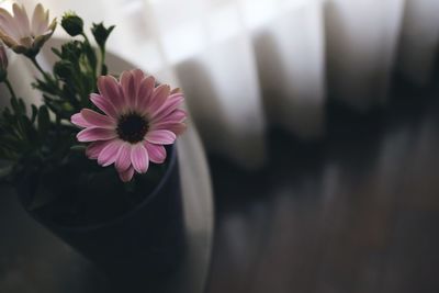 Close-up of pink dahlia blooming outdoors