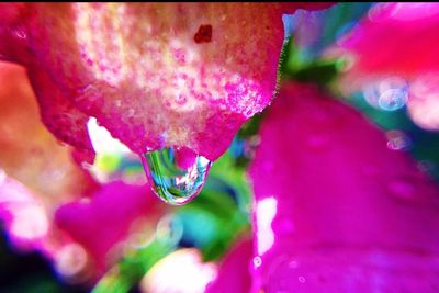 Close-up of pink flower