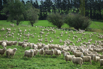 Sheep in a field