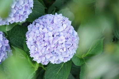 Close-up of purple hydrangea