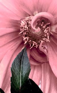 Close-up of pink flower