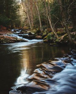 Scenic view of river flowing in forest