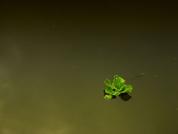 High angle view of water lettuce floating on pond