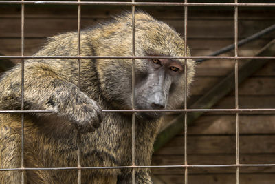 Close-up of monkey in cage