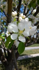 Close up of white flowers blooming on tree