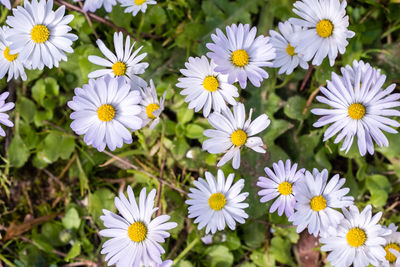 Close-up of white daisy flowers