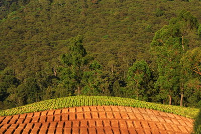 Scenic view of forest