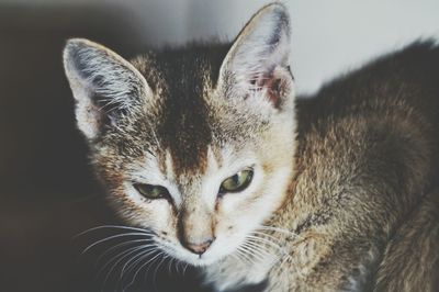 Close-up portrait of cat