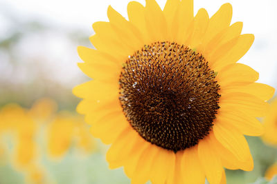 Close-up of sunflower