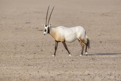 Arabian oryx walking in the desert of the middle east, arabian peninsula