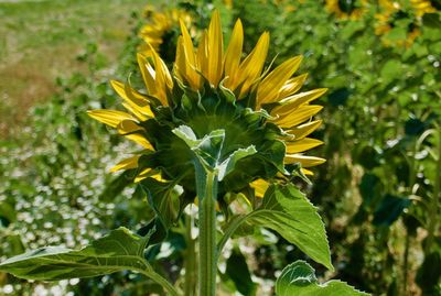 Close-up of yellow flowering plant