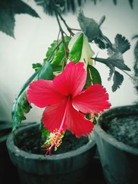 Close-up of red flower