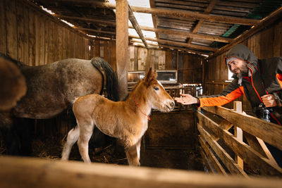 Man bonding with horse foal in stable