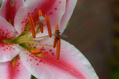 Close-up of insect on pink flower