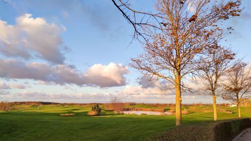 Bare tree on field against sky