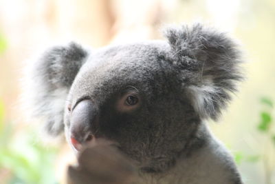 Koala looking at cam