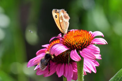 Close up of a butterfly on a pink echinacea flower 