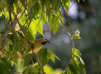 Bird perching on a branch