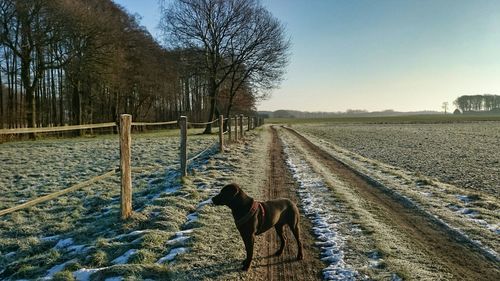 Bare trees on grassy field